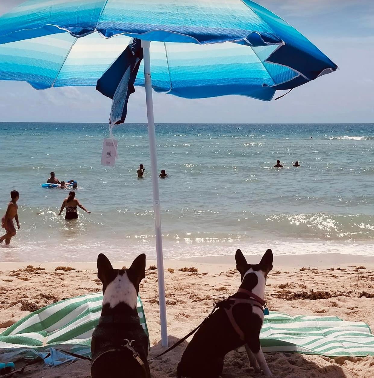 Steps To Sea Miami Beach Free Parking Pet & Family Friendly Apartman Kültér fotó